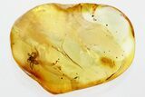 Detailed Fossil Spider (Araneae) and Larva in Baltic Amber #352952-1